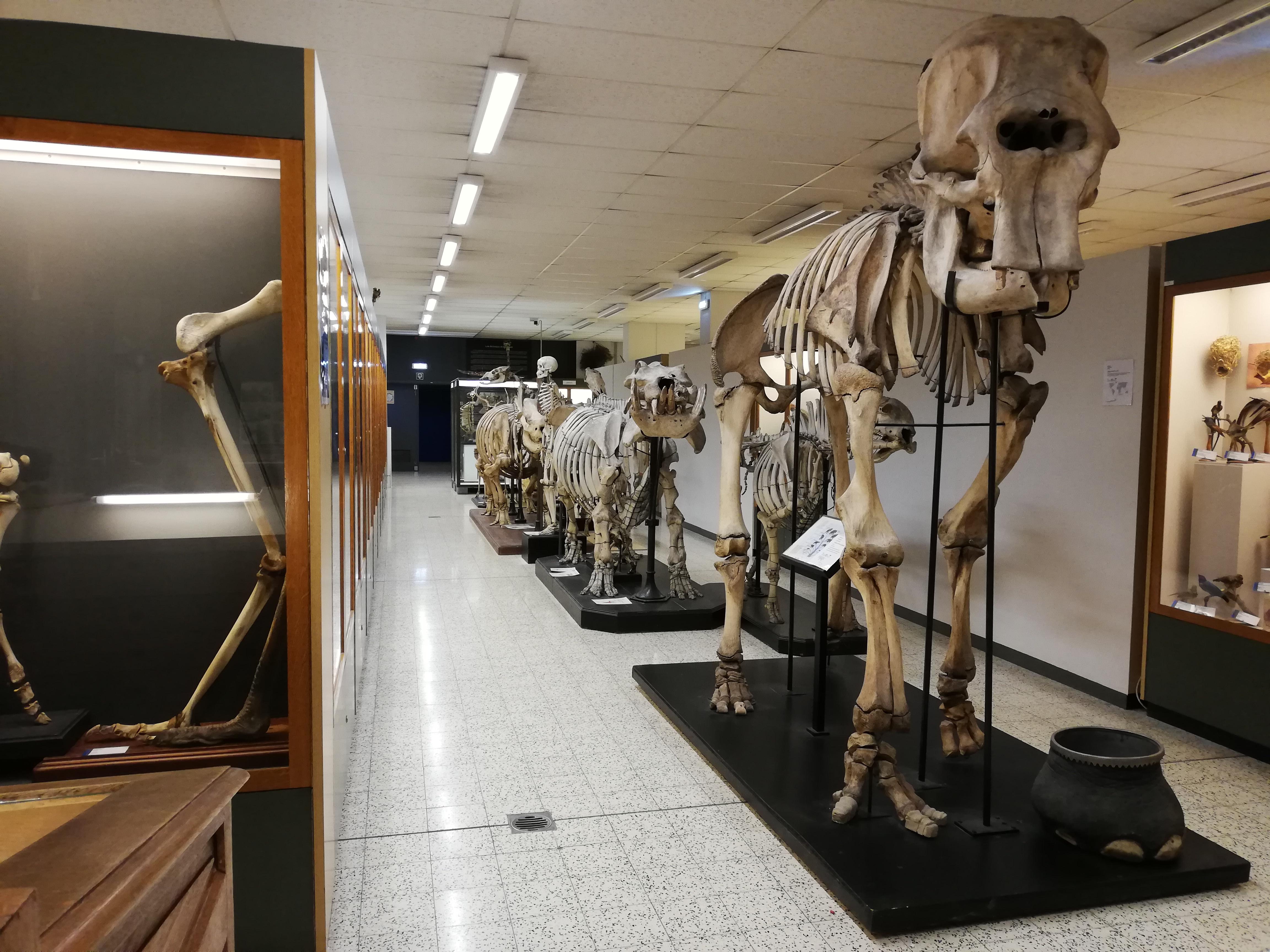 Museum voor dierkunde ULB Auguste Lameere