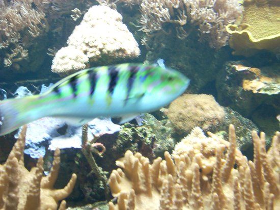 Openbaar aquarium van Brussel